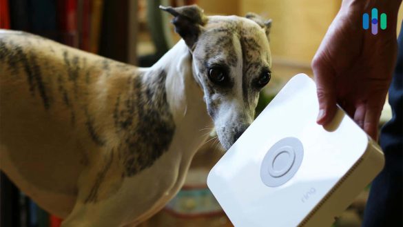 Pet-Friendly Security Systems